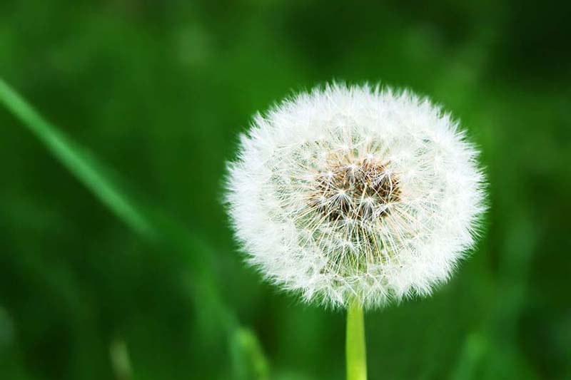 White dandelion on grassy glade background, Does an Air Conditioner Help With Allergies?