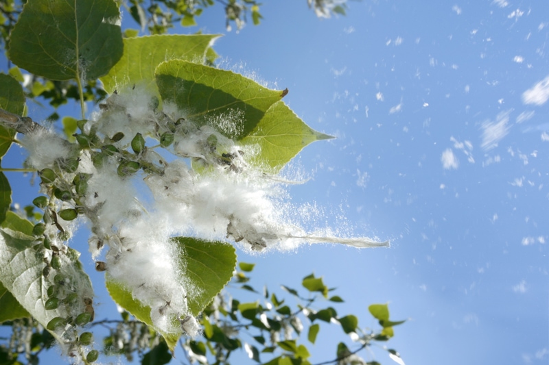 Poplar tree buds opening in spring, to show their silky white hairs.